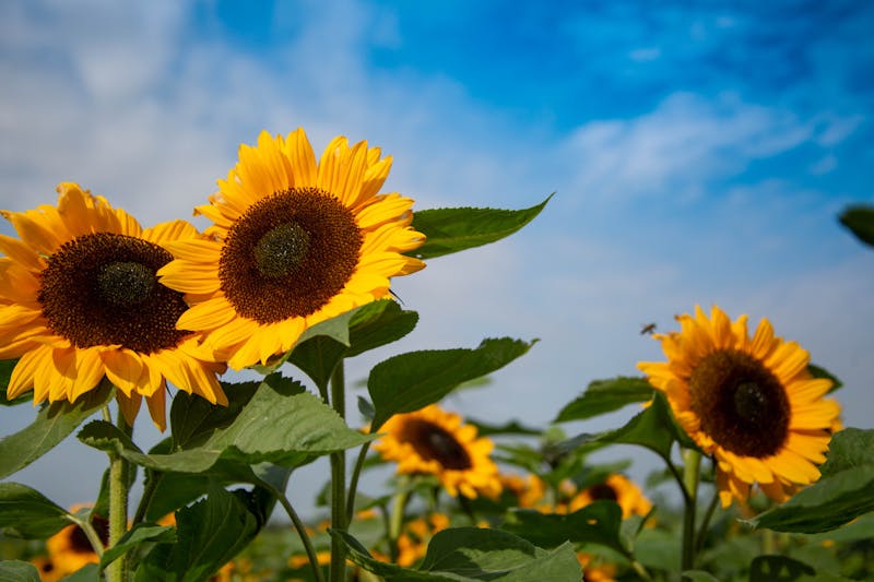 Sunflower field representing edible oil sourcing